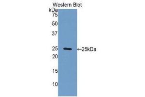 Western Blotting (WB) image for anti-Fibulin 2 (FBLN2) (AA 858-1069) antibody (ABIN1176012)