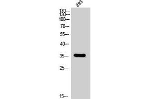 Western Blot analysis of 293 cells using Phospho-DOR-1 (S363) Polyclonal Antibody (OPRD1 Antikörper  (pSer363))
