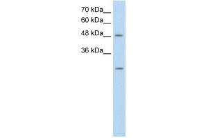 ANKRD2 antibody used at 0. (ANKRD2 Antikörper)