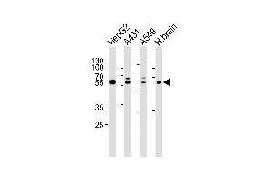 Western blot analysis of lysates from HepG2, A431, A549 cell line and human brain tissue lysate(from left to right), using SERAC1 Antibody (N-term) (ABIN6244166 and ABIN6577553). (SERAC1 Antikörper  (N-Term))