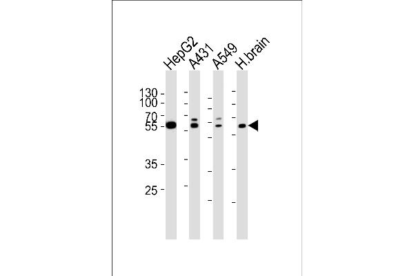 SERAC1 Antikörper  (N-Term)