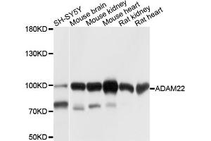 Western blot analysis of extracts of various cell lines, using ADAM22 antibody (ABIN6003737) at 1/1000 dilution.