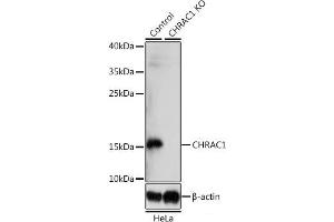 Western blot analysis of extracts from normal (control) and CHRAC1 knockout (KO) HeLa cells using CHRAC1 Polyclonal Antibody at dilution of 1:1000. (CHRAC1 Antikörper)