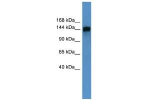 WB Suggested Anti-PITPNM1 Antibody Titration: 0. (PITPNM1 Antikörper  (N-Term))