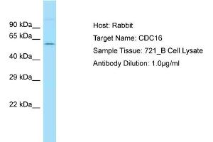 Host: Rabbit Target Name: CDC16 Sample Type: 721_B Whole Cell lysates Antibody Dilution: 1. (CDC16 Antikörper  (N-Term))