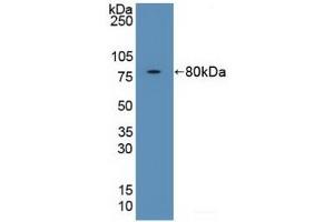 Detection of Recombinant FKBP5, Human using Polyclonal Antibody to FK506 Binding Protein 5 (FKBP5) (FKBP5 Antikörper  (AA 2-457))