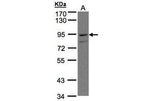 WB Image Sample(30 μg of whole cell lysate) A:H1299 7. (PTGFRN Antikörper  (C-Term))