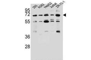 KCNV2 Antibody (C-term) (ABIN657006 and ABIN2846186) western blot analysis in 293,K562,HepG2,Jurkat,ZR-75-1 cell line lysates (35 μg/lane). (KCNV2 Antikörper  (C-Term))