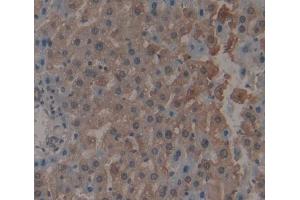 Figure. (LRG1 Antikörper  (AA 154-332))