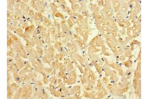 Immunohistochemistry of paraffin-embedded human heart tissue using ABIN7160153 at dilution of 1:100 (SLC16A1 Antikörper  (AA 159-201))