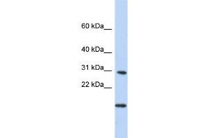 Western Blotting (WB) image for anti-Polymerase (RNA) II (DNA Directed) Polypeptide K, 7.0kDa (POLR2K) (Middle Region) antibody (ABIN2783453)