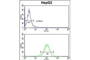 HOMER1 Antibody (N-term) (ABIN391469 and ABIN2841440) flow cytometry analysis of HepG2 cells (bottom histogram) compared to a negative control cell (top histogram). (HOMER1 Antikörper  (N-Term))