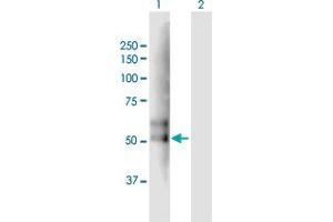 Western Blot analysis of TMPRSS2 expression in transfected 293T cell line by TMPRSS2 MaxPab polyclonal antibody. (TMPRSS2 Antikörper  (AA 1-492))