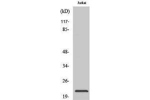 Western Blotting (WB) image for anti-Inosine Triphosphatase (ITPA) (C-Term) antibody (ABIN3176413) (ITPA Antikörper  (C-Term))