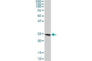 LOC399818 MaxPab polyclonal antibody. (METTL10 Antikörper  (AA 1-192))