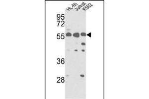 Western blot analysis of hPRKCABP- (ABIN391109 and ABIN2841240) in HL-60, Jurkat, K562 cell line lysates (35 μg/lane). (PICK1 Antikörper  (C-Term))