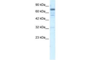 Western Blotting (WB) image for anti-Ras and Rab Interactor 3 (RIN3) antibody (ABIN2461005)