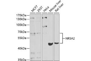 Western blot analysis of extracts of various cell lines, using NR5 antibody (ABIN6127421, ABIN6144833, ABIN6144835 and ABIN6221444) at 1:1000 dilution.