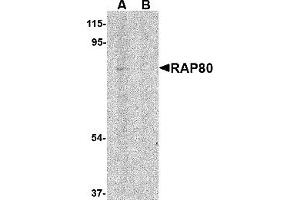 Western Blotting (WB) image for anti-Ubiquitin Interaction Motif Containing 1 (UIMC1) (N-Term) antibody (ABIN1031531) (UIMC1 Antikörper  (N-Term))