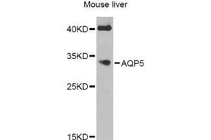 Western blot analysis of extracts of mouse liver, using AQP5 Antibody (ABIN6003635) at 1/1000 dilution. (Aquaporin 5 Antikörper)