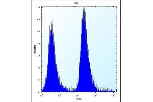 MGMT Antibody (N-term) (ABIN656810 and ABIN2846024) flow cytometric analysis of 293 cells (right histogram) compared to a negative control cell (left histogram). (MGMT Antikörper  (N-Term))