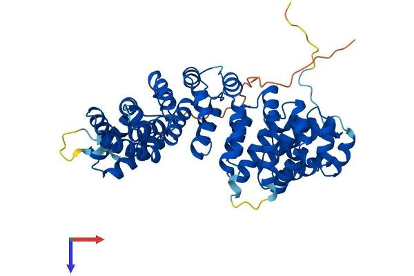 ARMC6 Protein (AA 1-501) (His tag)