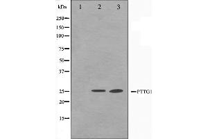 Western blot analysis on Jurkat and K562 cell lysate using PTTG1 Antibody,The lane on the left is treated with the antigen-specific peptide. (PTTG1 Antikörper  (Internal Region))