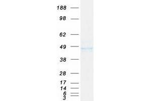 Validation with Western Blot (KLF15 Protein (Myc-DYKDDDDK Tag))