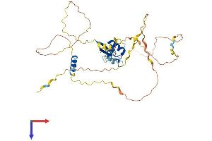 SLC2A4RG Protein (AA 1-387) (His tag)