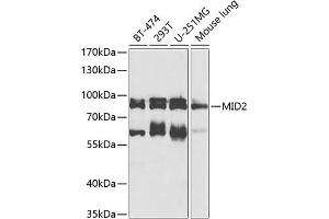 Western blot analysis of extracts of various cell lines, using MID2 antibody (ABIN6128234, ABIN6143837, ABIN6143838 and ABIN6224347) at 1:1000 dilution. (Midline 2 Antikörper  (AA 476-705))