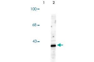 Western blot of HeLa cell lysates that had been treated with UV or untreated (Control) showing specific immunolabeling of the ~39k p38 Mapk14 protein phosphorylated at Thr180 and Tyr182.