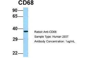 Host: Rabbit  Target Name: CD68  Sample Tissue: Human 293T  Antibody Dilution: 1.