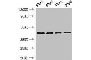 Western Blot Positive WB detected in: Zebrafish tissue 80 μg, 60 μg, 40 μg, 20 μg All lanes: egfra antibody at 3. (egfra Antikörper  (AA 21-389))