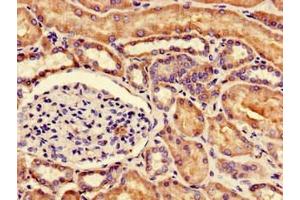 Immunohistochemistry of paraffin-embedded human kidney tissue using ABIN7147921 at dilution of 1:100