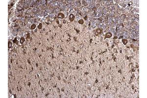 IHC-P Image Grp78 antibody [N2C1], Internal detects Grp78 protein at cytosol on rat hind brain by immunohistochemical analysis.