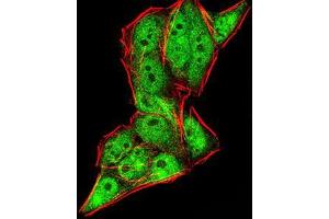 Immunofluorescence analysis of HeLa cells using DDX20 mouse mAb (green). (DDX20 Antikörper  (AA 725-824))