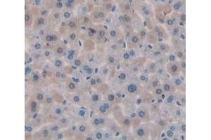 IHC-P analysis of Mouse Tissue, with DAB staining. (MGEA5 Antikörper  (AA 679-808))