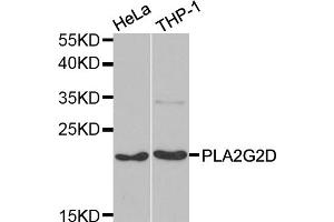 Western blot analysis of extracts of various cell lines, using PLA2G2D antibody (ABIN5974036) at 1/1000 dilution. (PLA2G2D Antikörper)