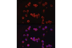 Immunofluorescence (IF) image for anti-Nuclear Factor of Activated T-Cells, Cytoplasmic, Calcineurin-Dependent 1 (NFATC1) (AA 20-300) antibody (ABIN3022101)