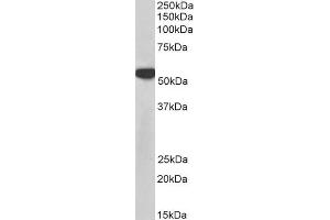 Image no. 5 for anti-Polypyrimidine Tract Binding Protein 1 (PTBP1) antibody (ABIN5874678) (PTBP1 Antikörper)