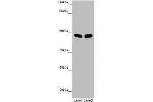 Western blot All lanes: FBL21 antibody at 10 μg/mL Lane 1: Mouse heart tissue Lane 2: Mouse skeletal muscle tissue Secondary Goat polyclonal to rabbit IgG at 1/10000 dilution Predicted band size: 49 kDa Observed band size: 49 kDa (FBXL21 Antikörper  (AA 78-137))