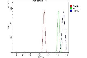 Flow Cytometry analysis of SiHa cells using anti-RRP1B antibody (ABIN7600561). (RRP1B Antikörper  (AA 20-727))