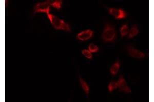 ABIN6266894 staining RAW264. (COX11 Antikörper  (Internal Region))