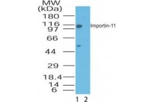 Image no. 1 for anti-Importin 11 (IPO11) (AA 1-50) antibody (ABIN207661) (Importin 11 Antikörper  (AA 1-50))