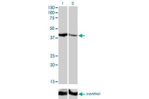 Western Blotting (WB) image for anti-Short Stature Homeobox 2 (SHOX2) (AA 117-204) antibody (ABIN562872)