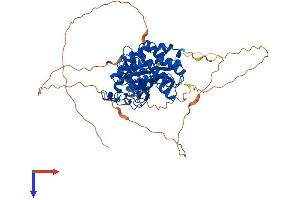 DYRK2 Protein (AA 1-601) (His tag)