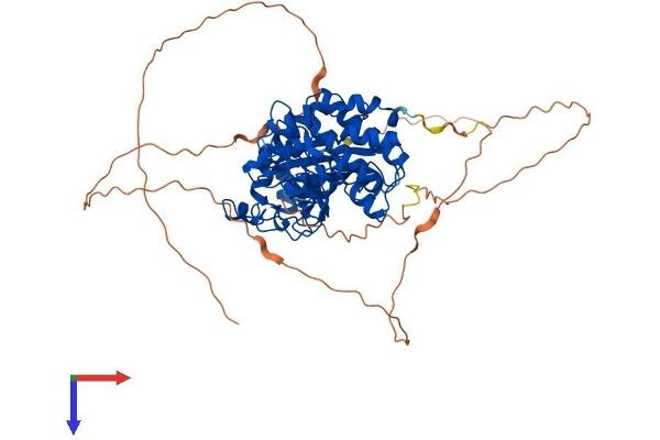 DYRK2 Protein (AA 1-601) (His tag)