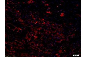 Immunofluorescence (IF) image for anti-Vascular Endothelial Growth Factor (VEGF) antibody (ABIN674829)