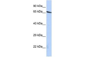OLFML2A antibody used at 1 ug/ml to detect target protein. (OLFML2A Antikörper  (N-Term))