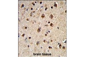 Formalin-fixed and paraffin-embedded human brain tissue reacted with ADRBK2 Antibody (N-term), which was peroxidase-conjugated to the secondary antibody, followed by DAB staining. (ADRBK2 Antikörper  (N-Term))